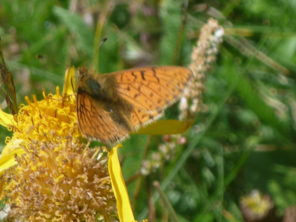 Maschi di Boloria napaea - Nymphalidae